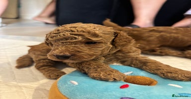 Toy Poodle dogs - Advert 4