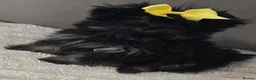 Pomapoo dogs for sale: Beautiful pomapoos - Advert 8