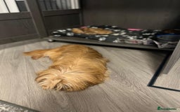 Shih Tzu dogs for sale: shihtzu  - Image 7