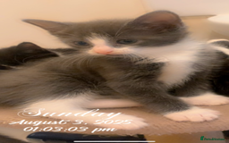 Mixed Breed cats for sale: Beautiful Grey girl  - Image 1