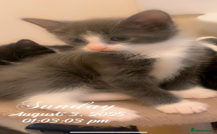 Mixed Breed cats - Advert 3