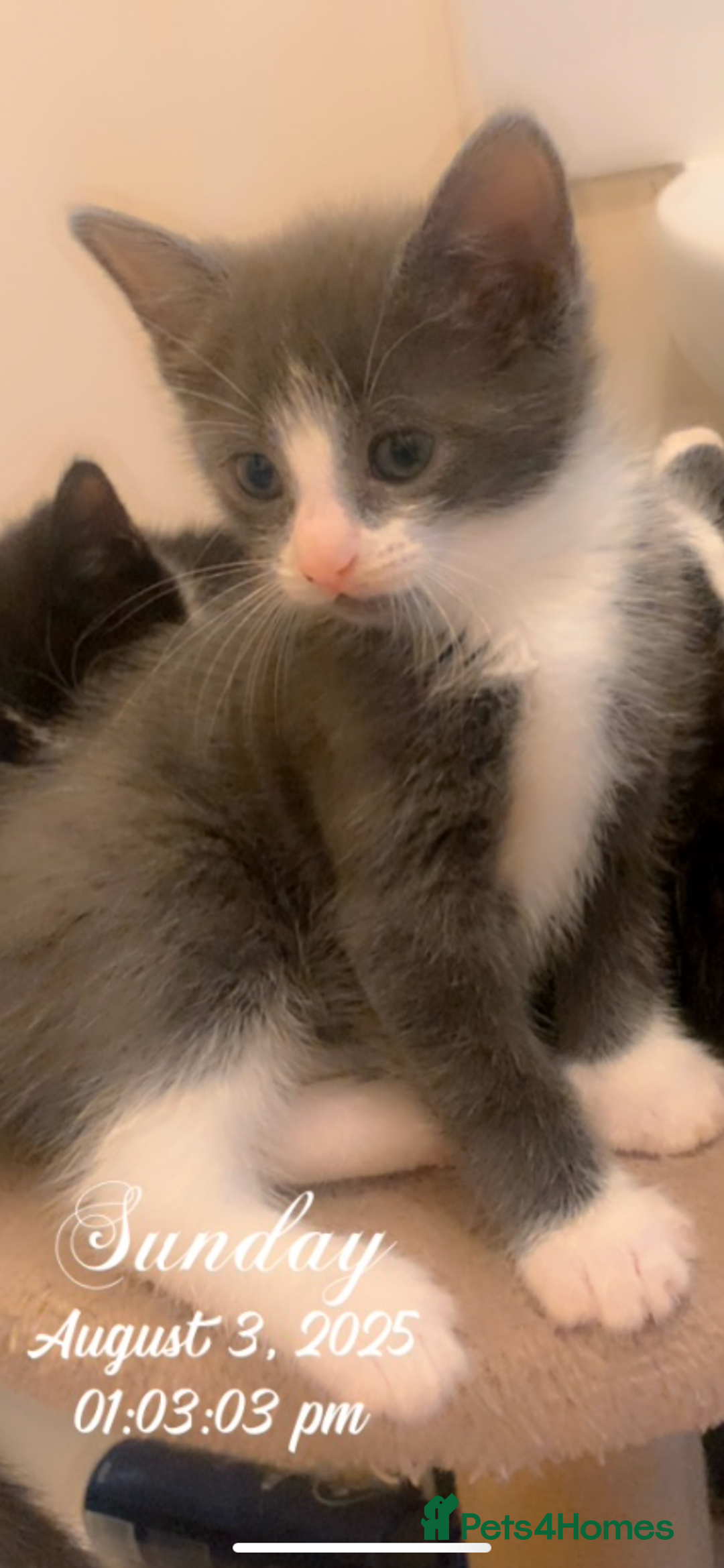 Mixed Breed cats for sale: Beautiful Grey girl  - Image 1
