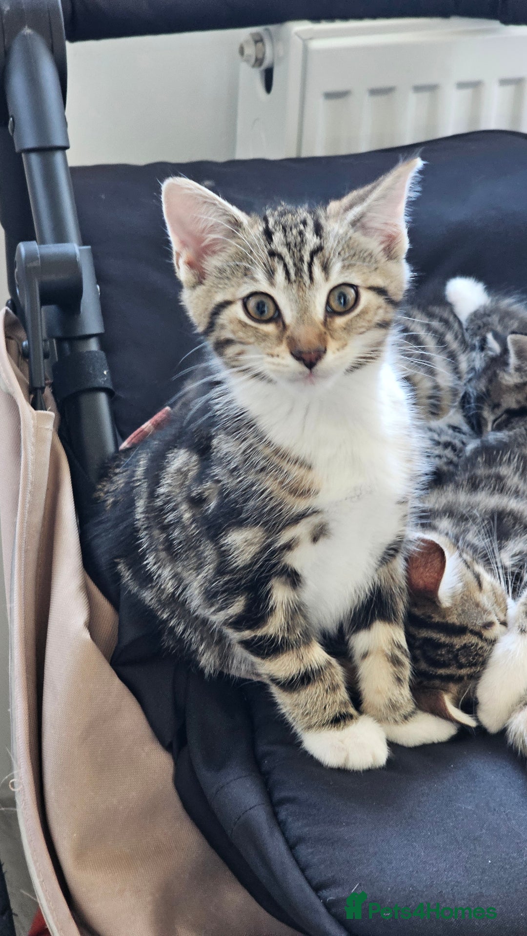 Mixed Breed cats for sale: Stunning maine coon cross kittens - Image 10