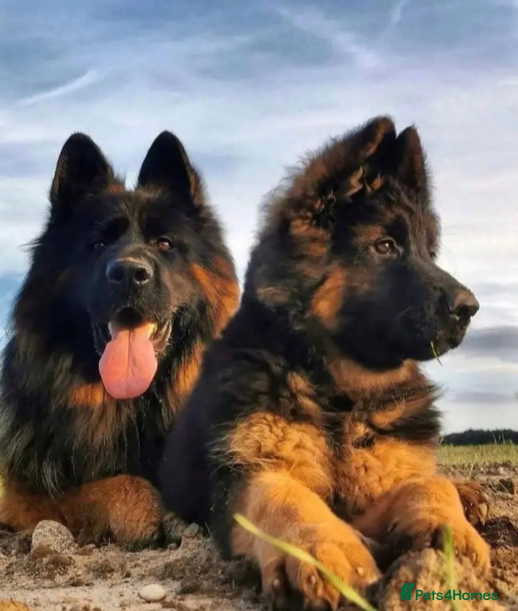 German Shepherd dogs TOP QUALITY KC REG GSD PUPS  - Advert 3