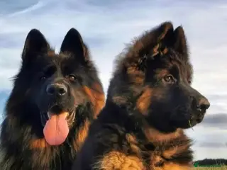 German Shepherd dogs TOP QUALITY KC REG GSD PUPS - Advert 2