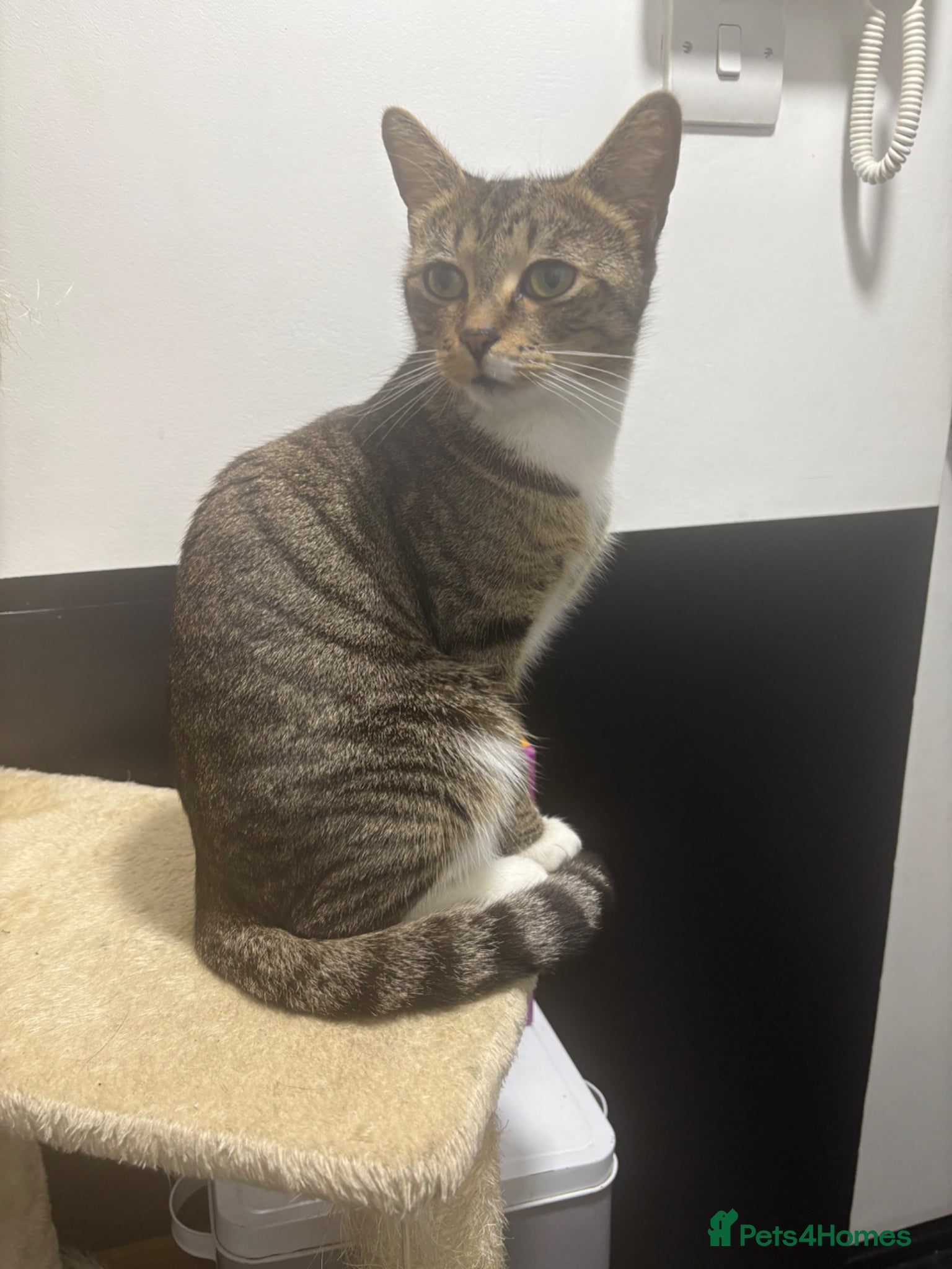 Mixed Breed cats Two gorgeous kittens - Advert 2