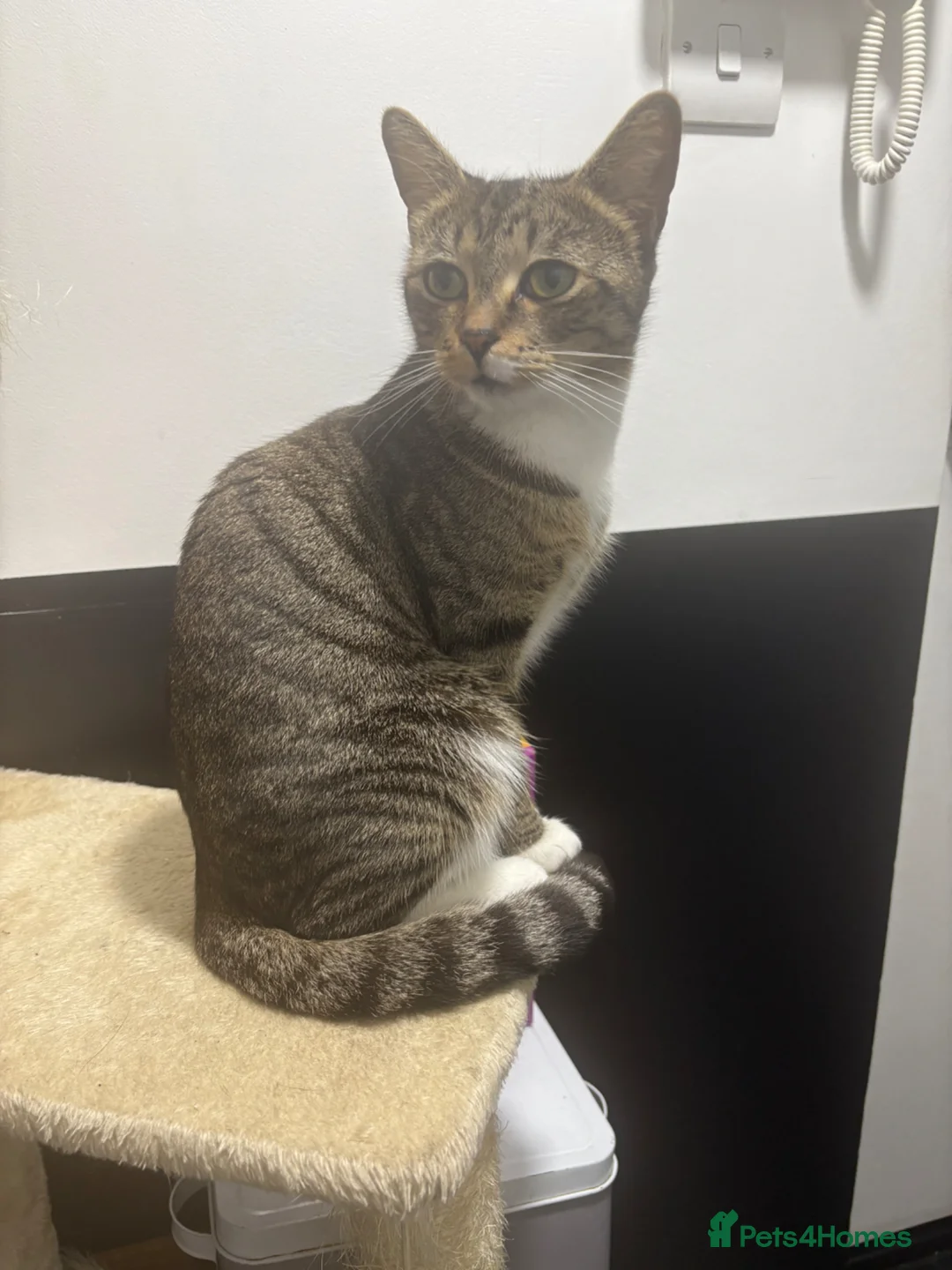 Mixed Breed cats for sale: Two gorgeous kittens - Advert 1