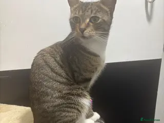 Mixed Breed cats Two gorgeous kittens - Advert 2