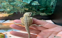 Bearded Dragon reptiles for sale: Baby bearded dragons super friendly  - Image 6