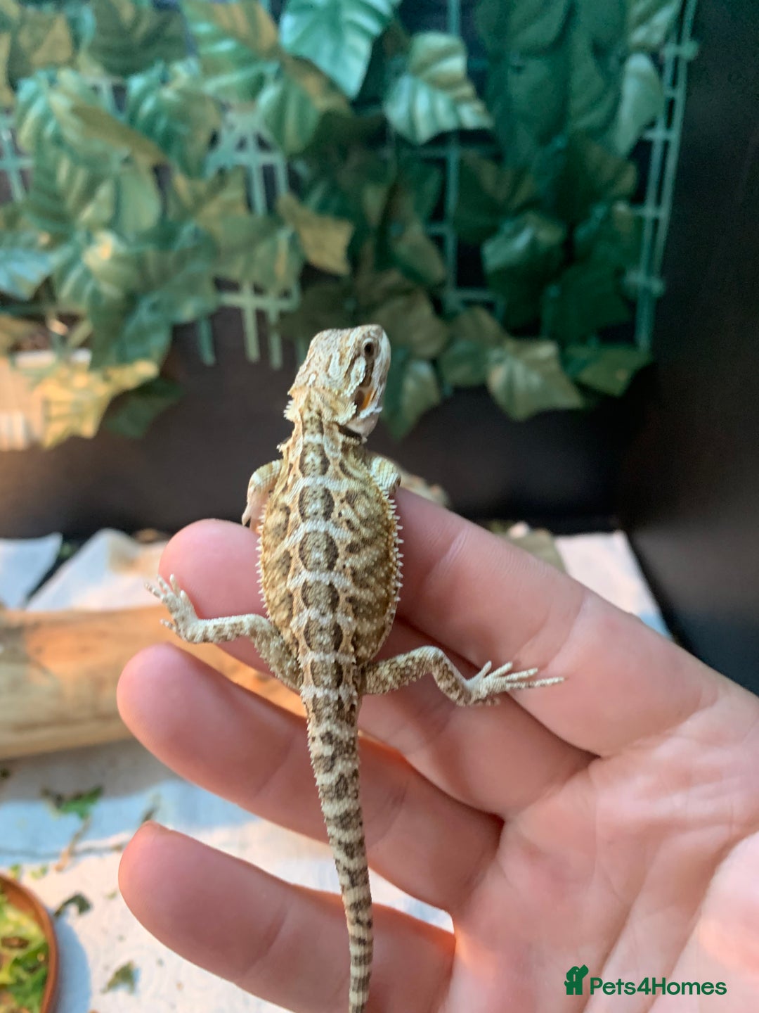 Bearded Dragon reptiles for sale: Baby bearded dragons super friendly  - Image 6