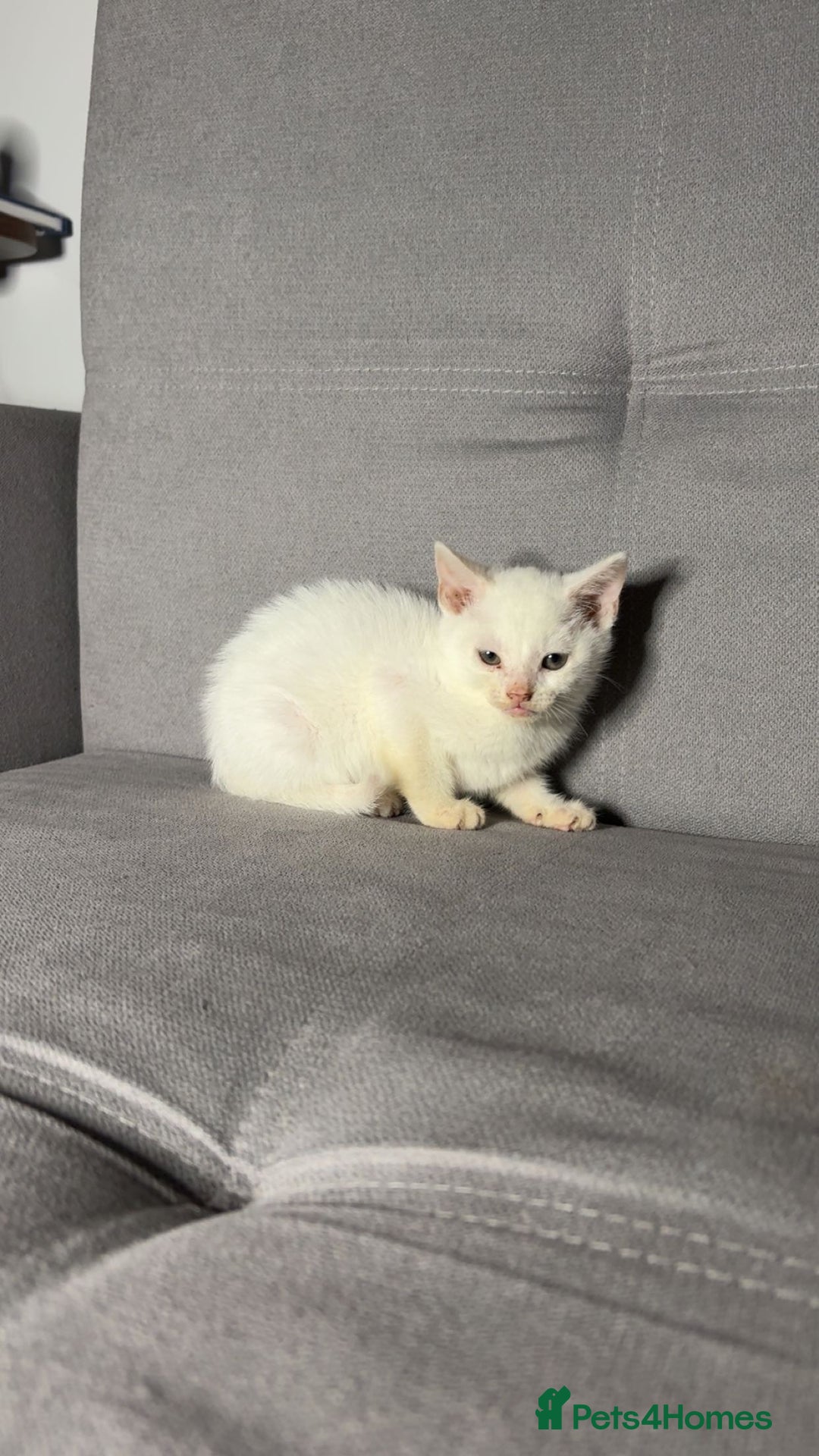 Turkish Angora cats for sale: X5 Beautiful Purebred Turkish Angora Kittens  - Advert 5