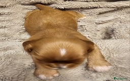 Cavalier King Charles Spaniel dogs for sale: Cavalier king charles spaniel puppies  - Advert 8