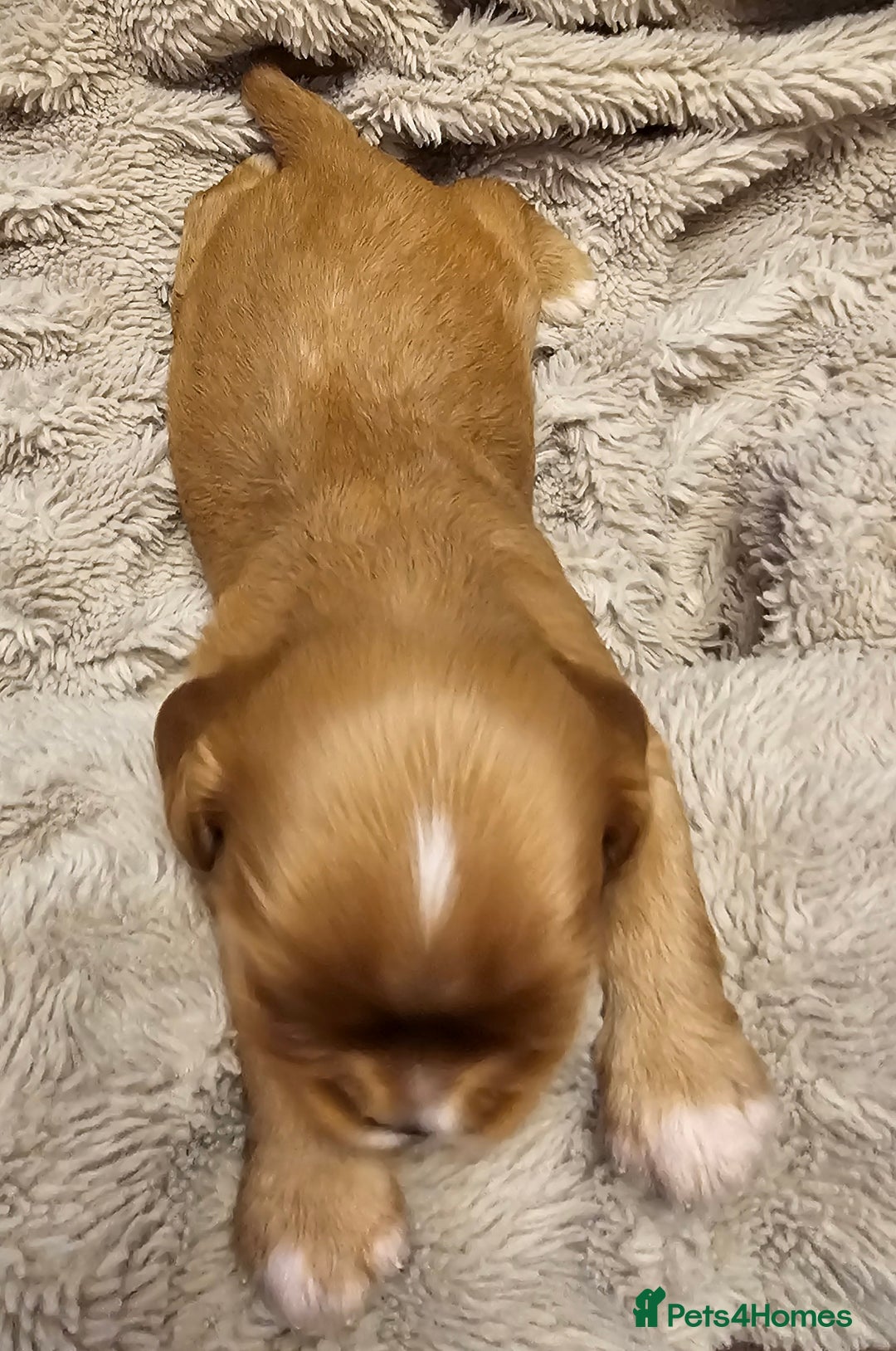 Cavalier King Charles Spaniel dogs for sale: Cavalier king charles spaniel puppies  - Advert 8