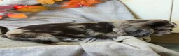 Cocker Spaniel dogs for sale: Cocker Spaniel puppies - Advert 17