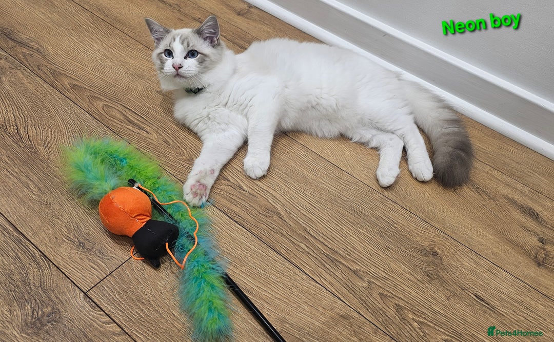 Ragdoll cats for sale: Pedegree Active Gccf 2 boys left  - Advert 26