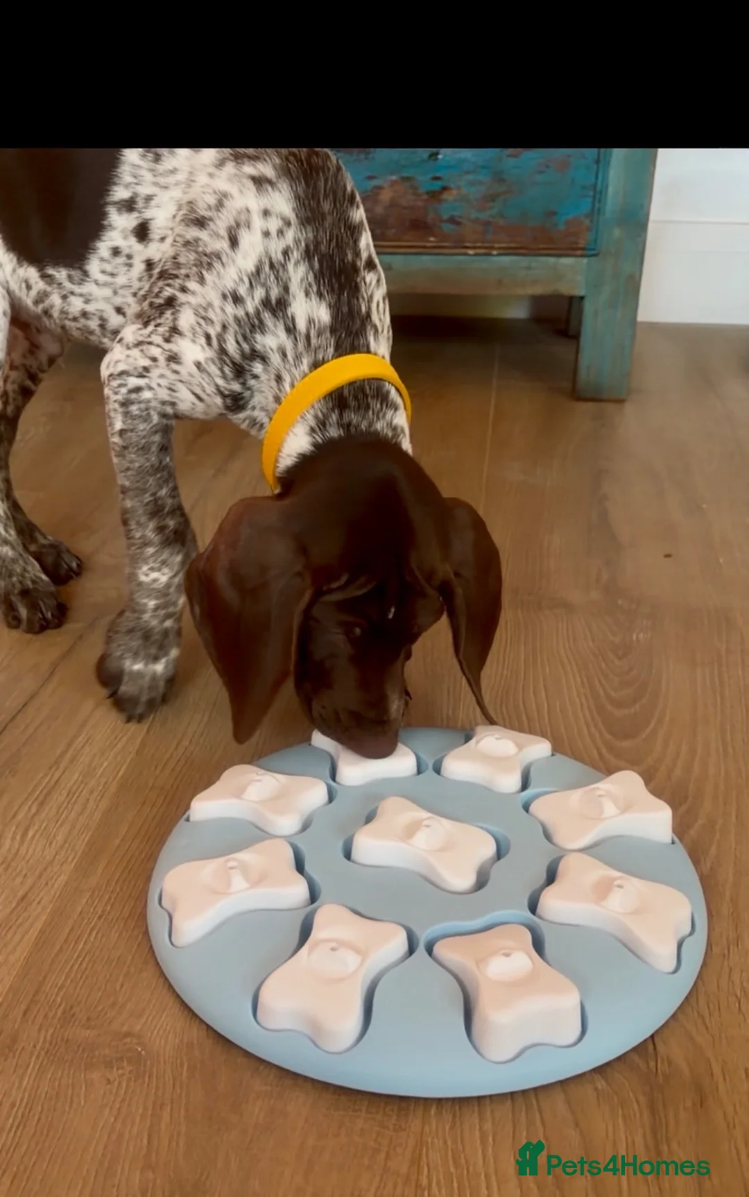 German Shorthaired Pointer dogs for sale: 12 Week Male GSP in Evesham - Advert 8