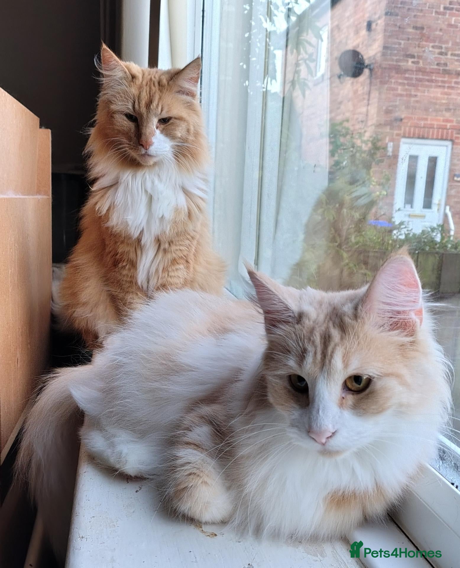 Norwegian Forest Cat cats Beautiful Norwegian Forest Kittens  - Advert 8