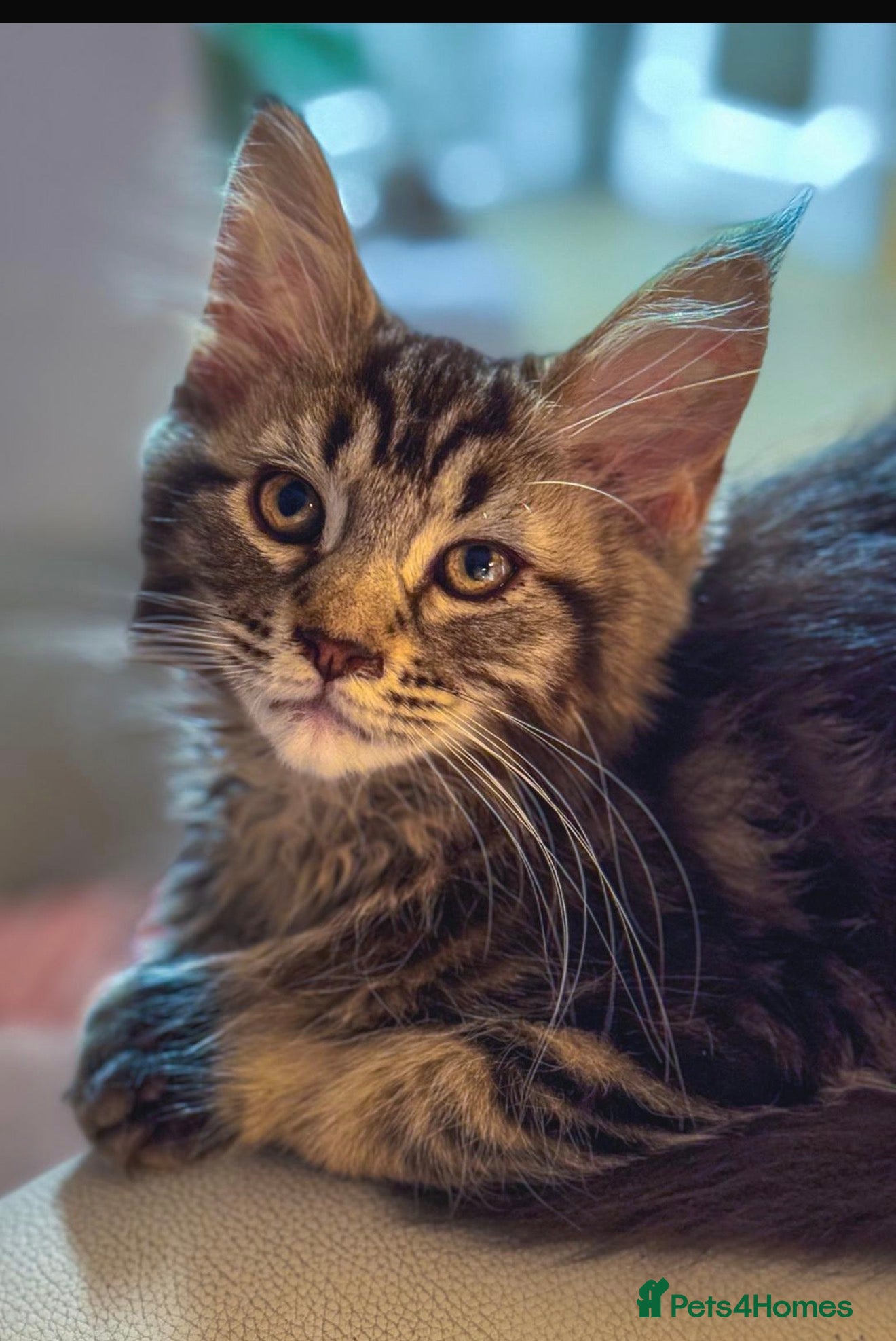 Maine Coon cats Gorgeous pure breed Mainecoon kittens ready now - Advert 9