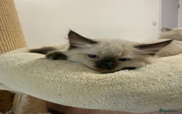 Ragdoll cats for sale: Adorable Pedigree Ragdoll Kittens Available 🐾 - Image 25