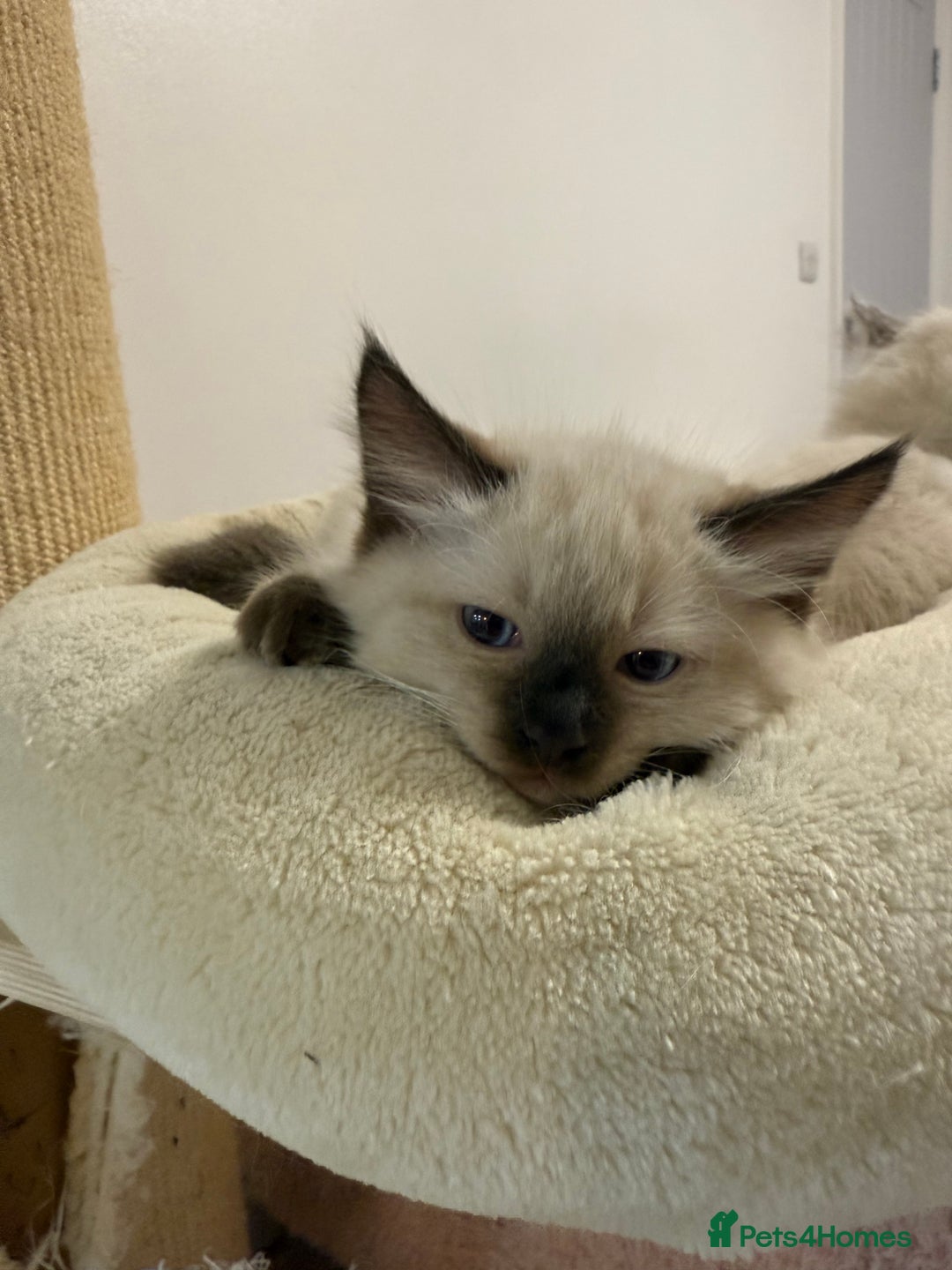 Ragdoll cats for sale: Adorable Pedigree Ragdoll Kittens Available 🐾 - Image 25