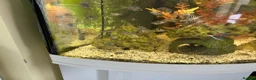 Cichlids fish for sale: Chichlids in Buckingham - Advert 2