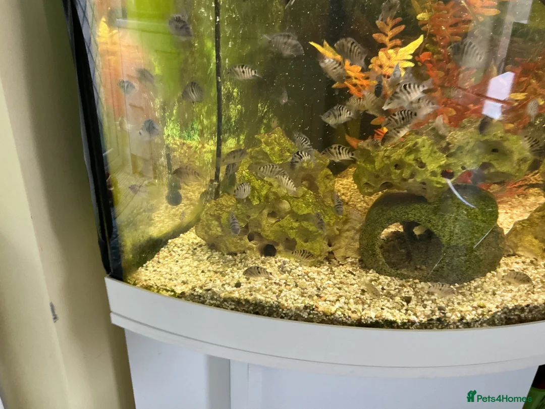 Cichlids fish for sale: Chichlids in Buckingham - Advert 2