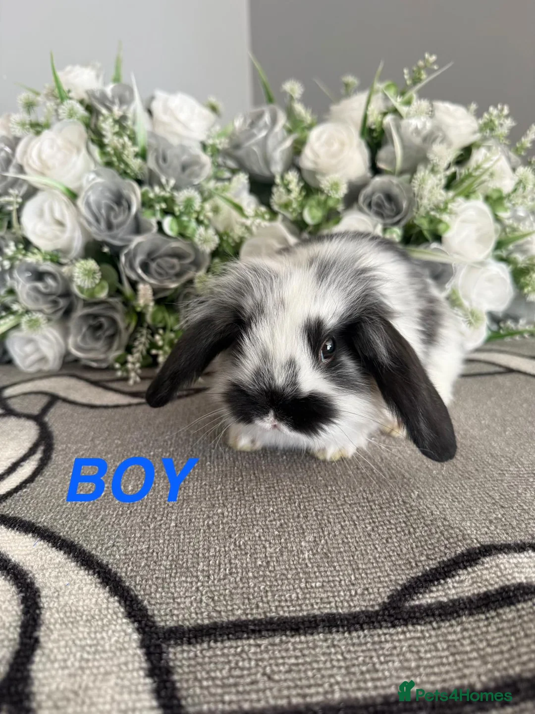 Mini Lop rabbits for sale: 6 adorable bunnies for sale  - Advert 1