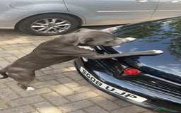 Staffordshire Bull Terrier dogs for sale: Blue  - Image 11