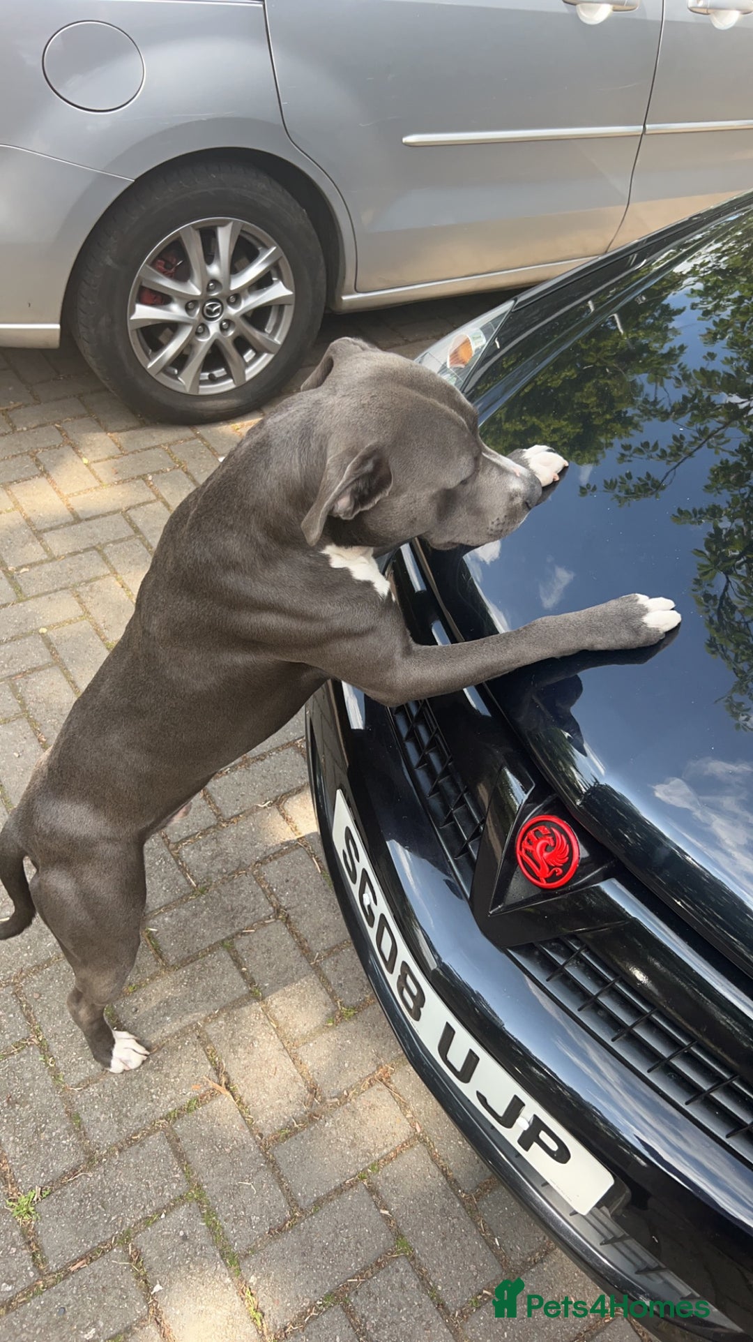 Staffordshire Bull Terrier dogs for sale: Blue  - Image 11