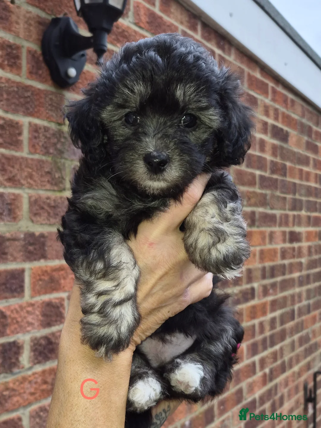 Maltipoo dogs for sale: F1 generation Maltipoo's - Advert 2