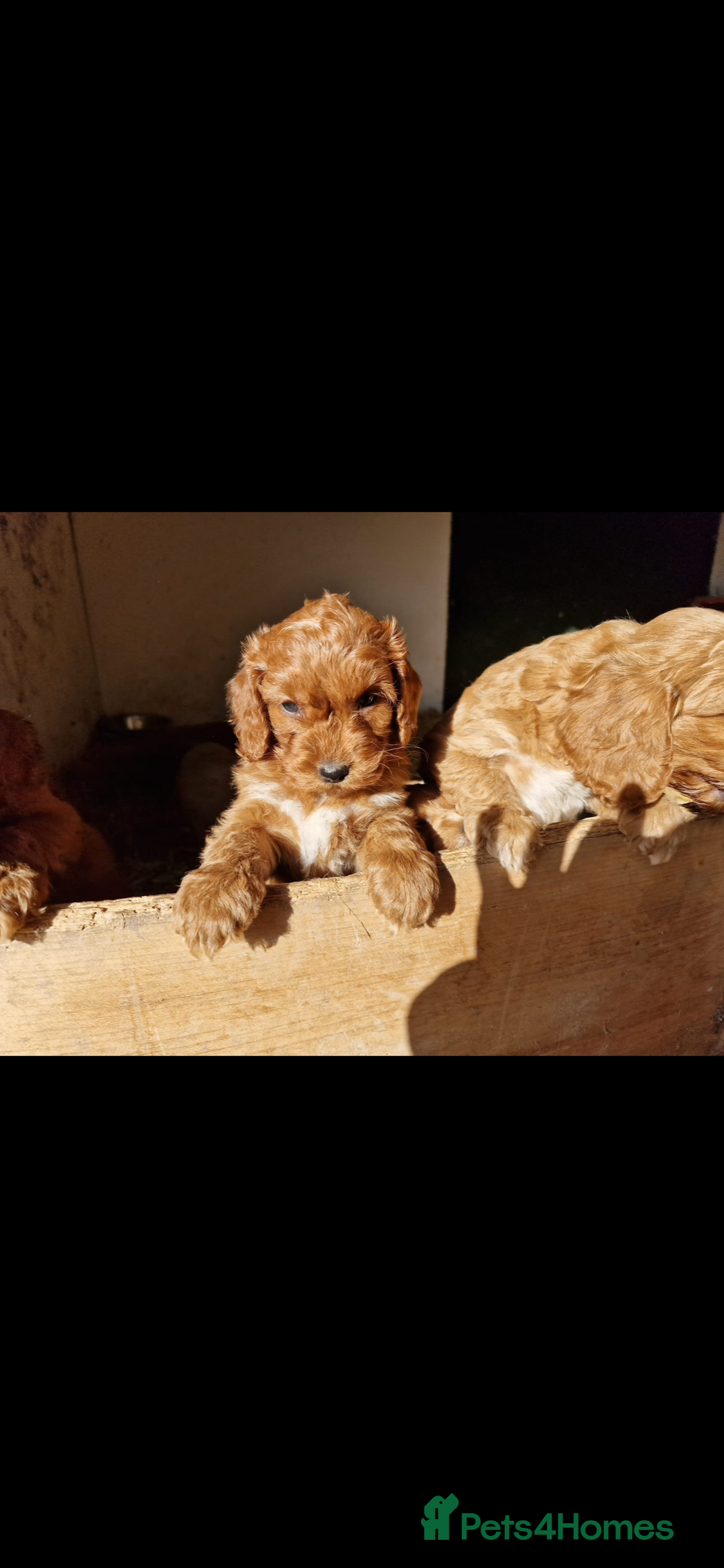 Cockapoo dogs for sale: Cockapoo - Image 22