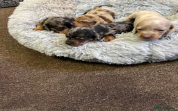Miniature Dachshund dogs for sale: gorgeous dachshund puppy 🐶🐾 - Image 7
