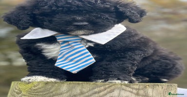 Mixed Breed dogs F1B SAINTBERNADOODLE FULL VET CHECKED ALL HEALTHY - Advert 15