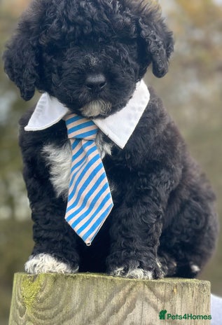 Mixed Breed dogs F1B SAINTBERNADOODLE FULL VET CHECKED ALL HEALTHY - Advert 2