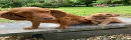 Cockapoo dogs for sale: Fox red cockerpoos  in Newtown - Advert 12