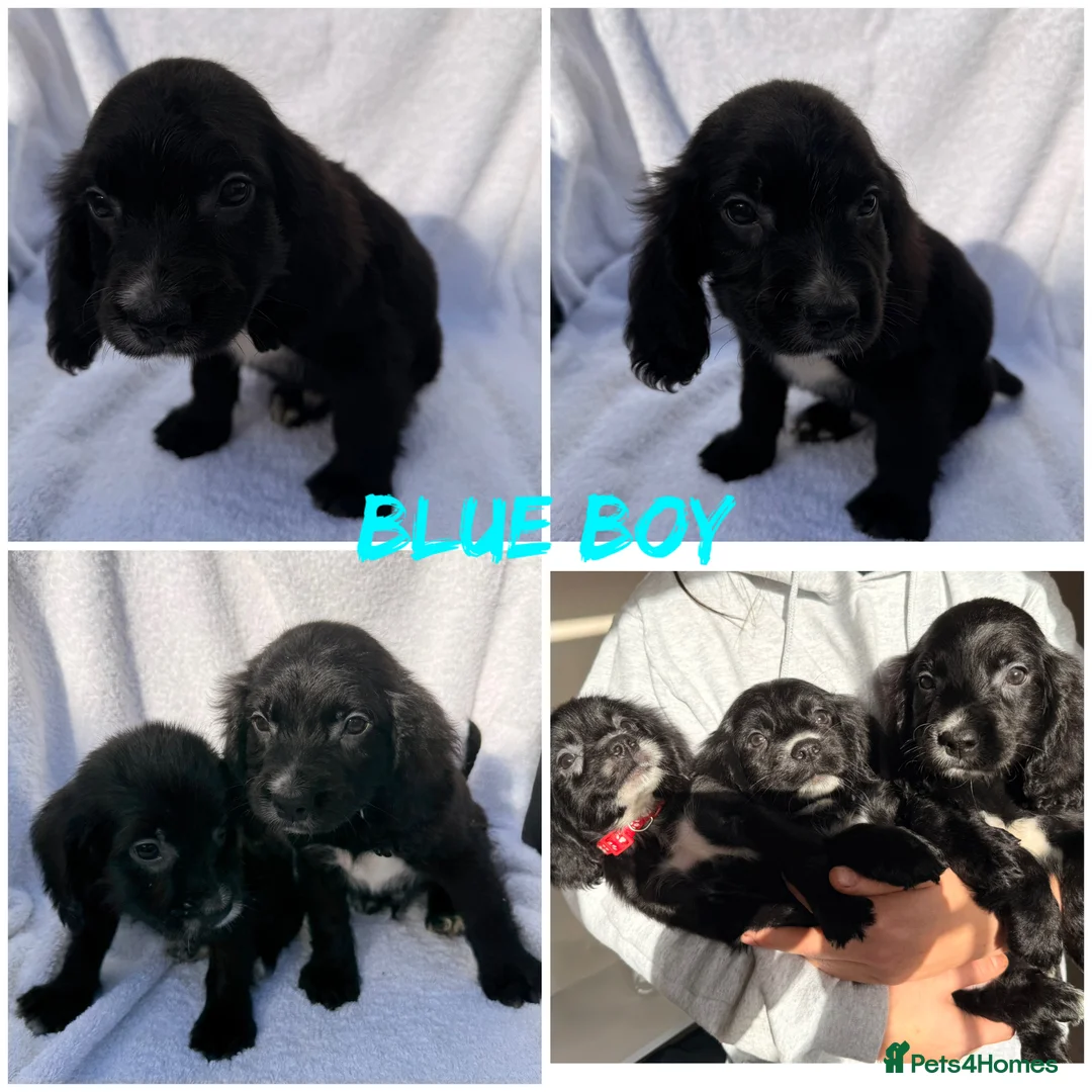 Cocker Spaniel dogs for sale: ⭐️READY TO LEAVE 05/02/26⭐️ - Advert 7