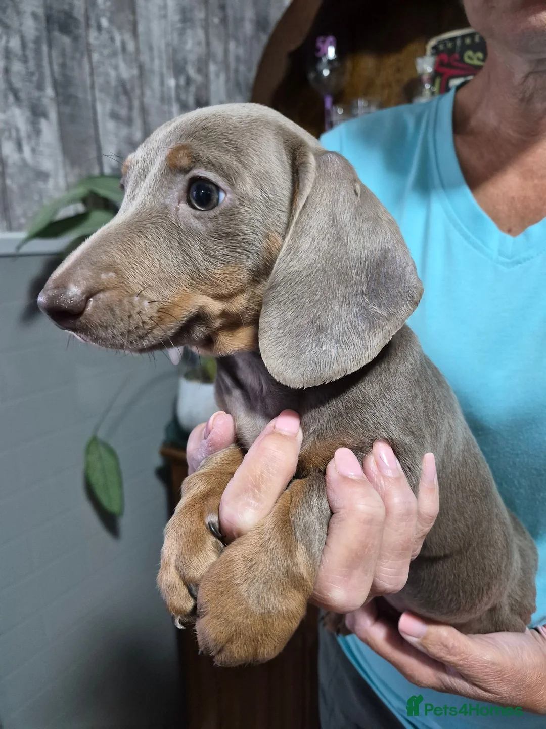 Miniature Dachshund dogs for sale: Stunning Isabella & Tan Boys Ready Now! 🐾 in Chesterfield - Advert 13