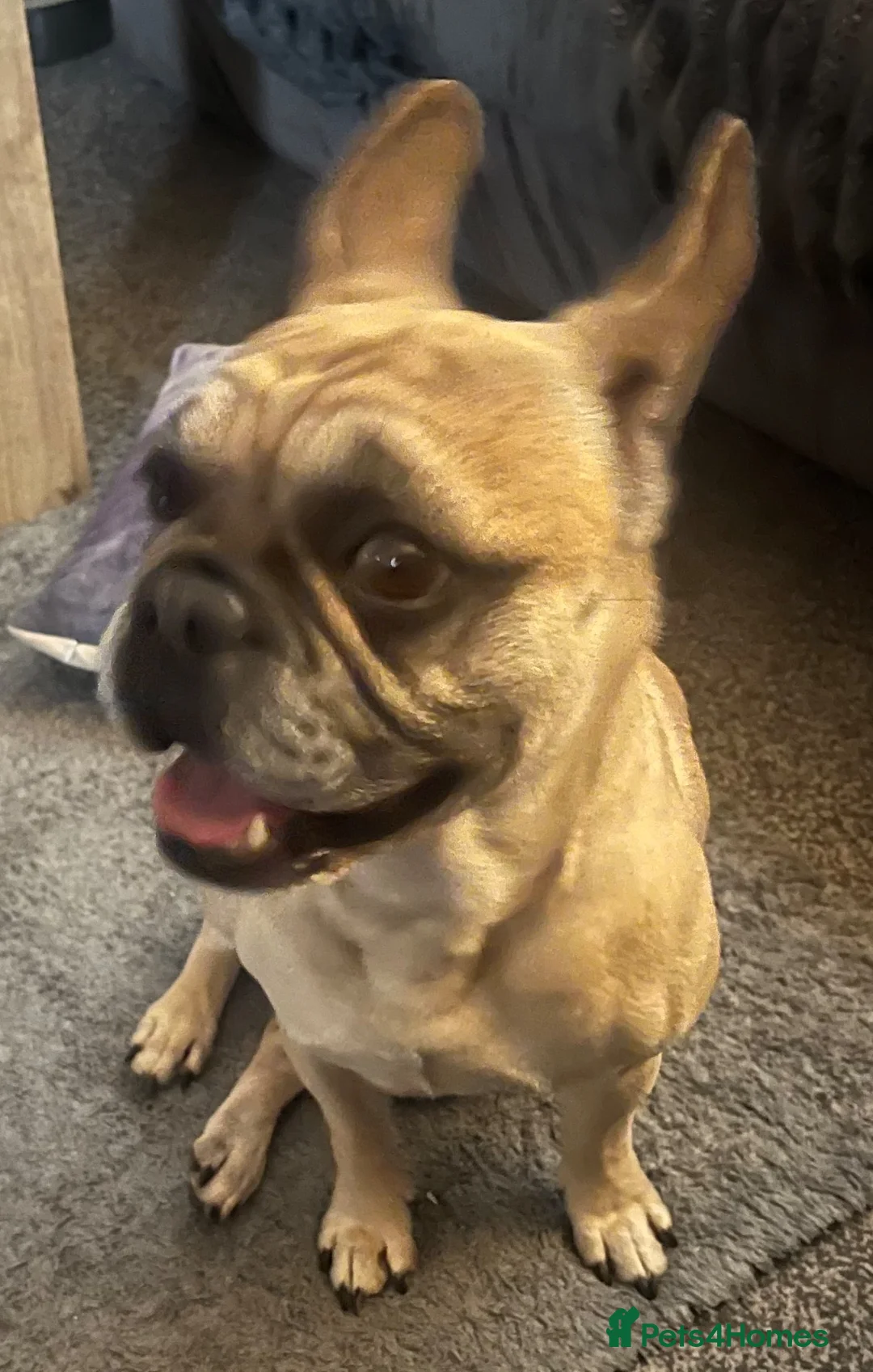 French Bulldog dogs for sale: French Bulldog  in Leicester - Advert 2