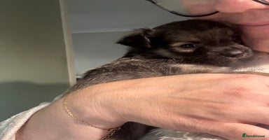 Chihuahua dogs - Advert 6
