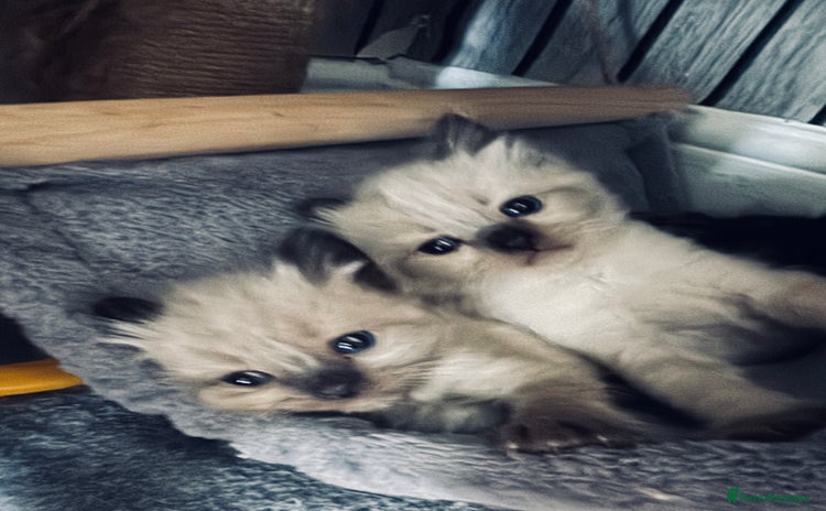 Ragdoll cats - Advert 15