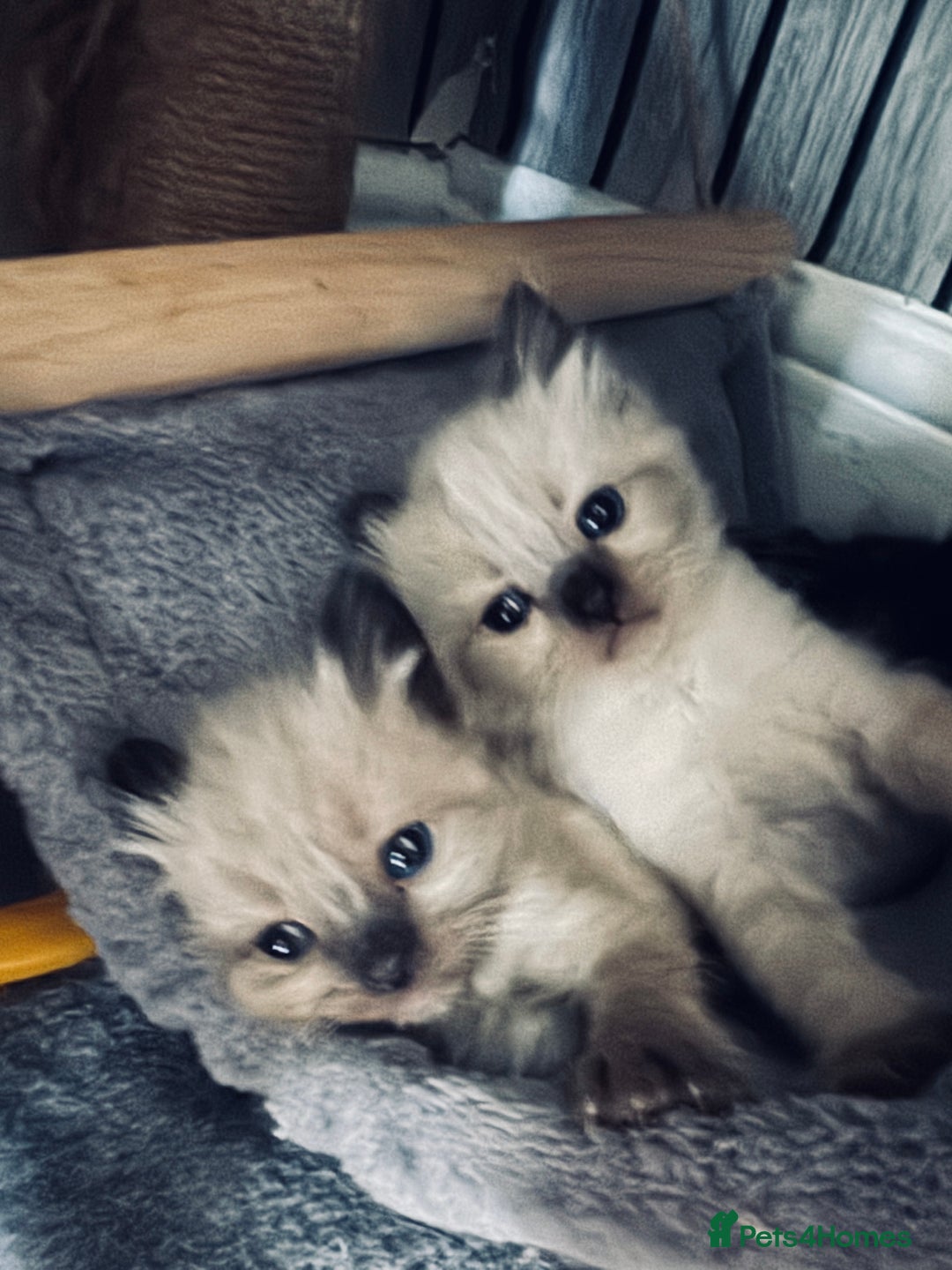 Ragdoll cats for sale: Ragdoll kittens - Image 1