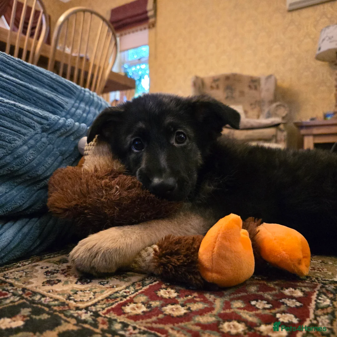 German Shepherd dogs for sale: 2 Beautiful GS females 💚💗 ready to go! - Advert 7