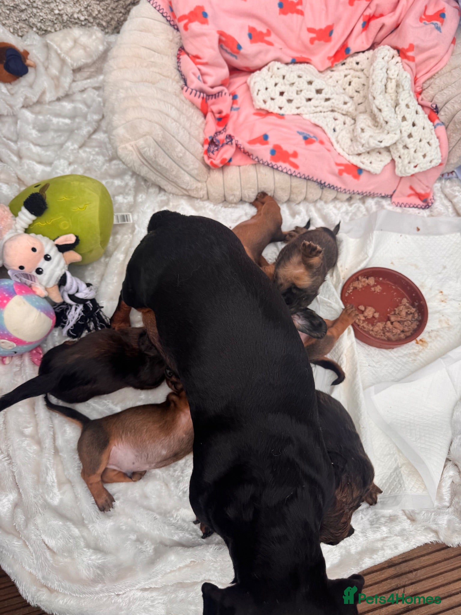Dachshund dogs Long & Short haired Sable crea Dachshund puppies  - Advert 17