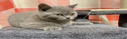 British Shorthair cats for sale: British shorthair blue - Advert 3