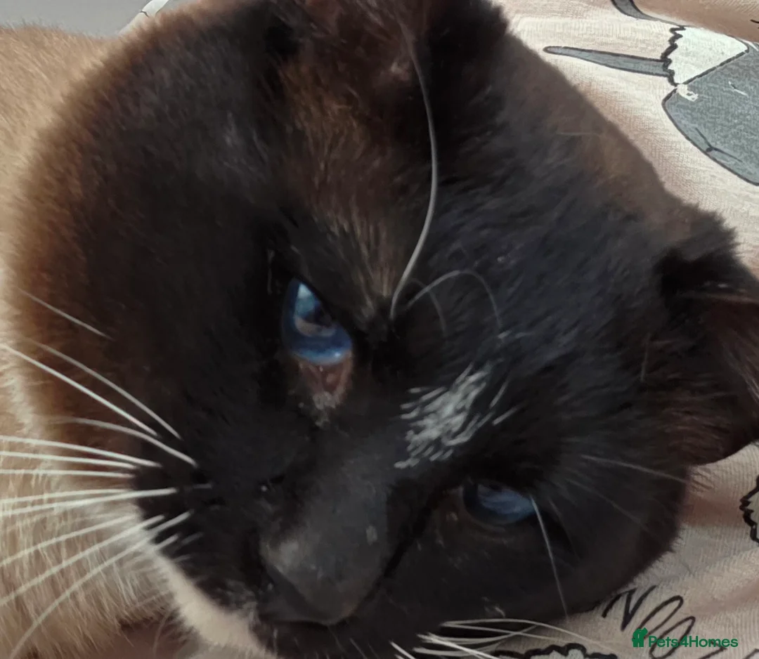 Snowshoe cats for sale: Retired Snowshoe Stud seeks forever home - Advert 2
