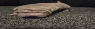 Shar Pei 2
