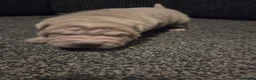 Shar Pei dogs for sale: 5 Shar peis in Hull - Advert 13