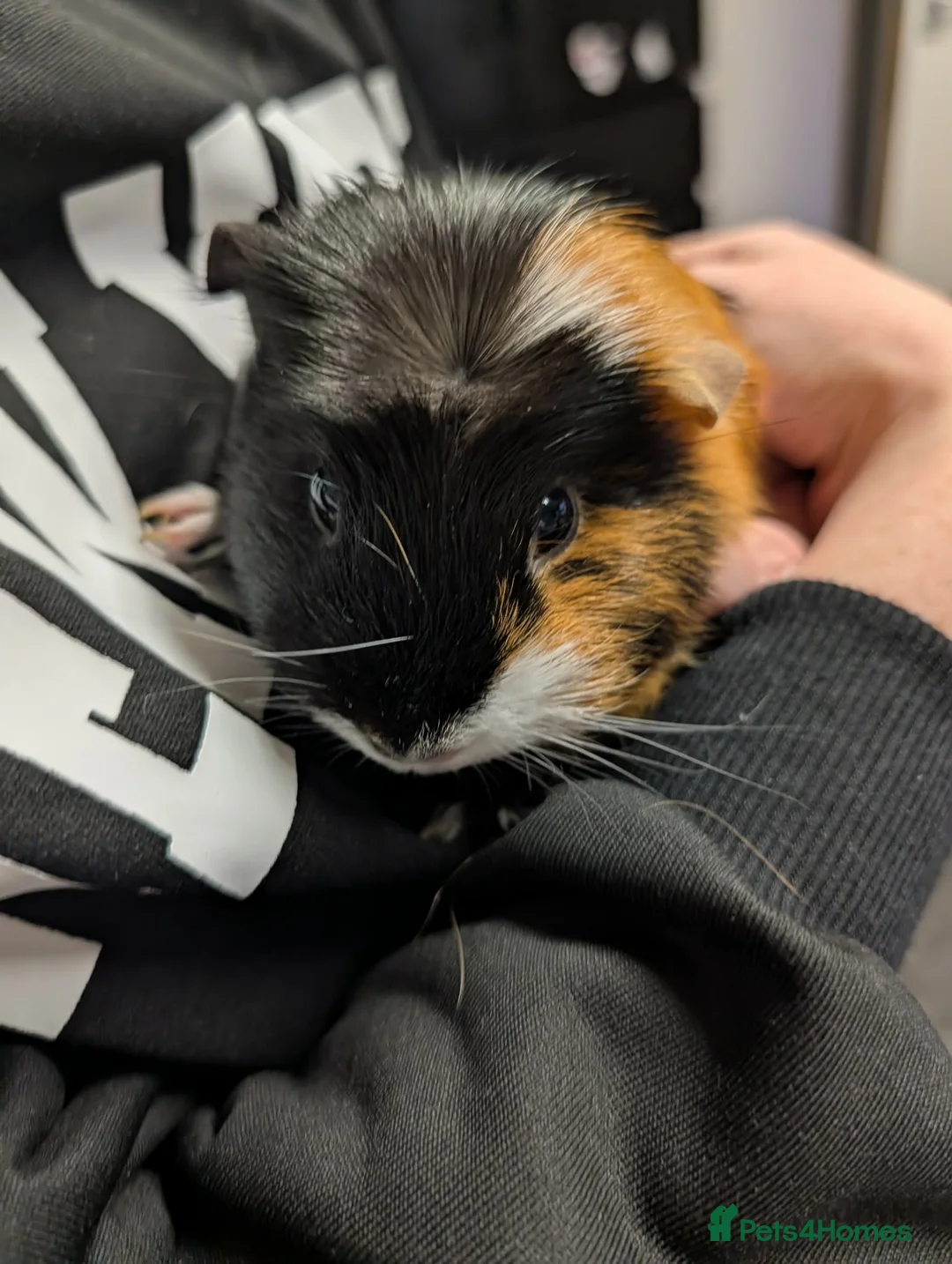 Guinea Pig rodents for sale: 2 female Guinea pigs with set up  - Advert 3