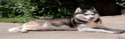 Siberian Husky dogs for sale: Puppies ready to go in London - Advert 19