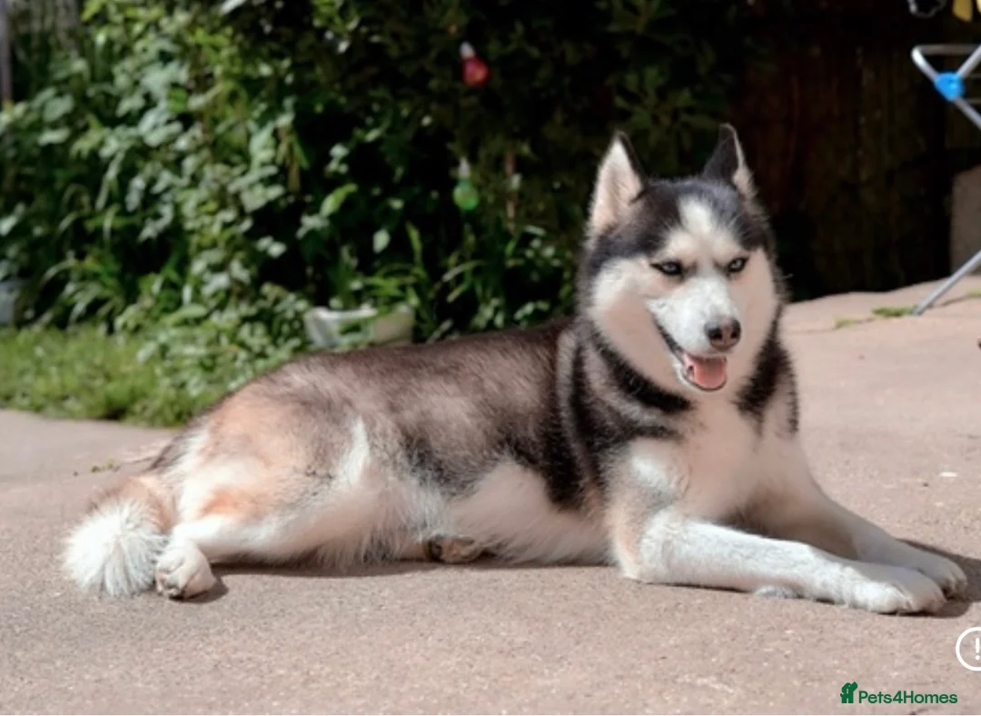 Siberian Husky dogs for sale: Puppies ready to go in London - Advert 19